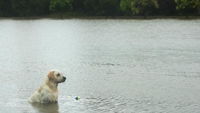 Ollie the Labrador wonders where his park has gone at Pacific Pines. Picture: Glenn Hampson