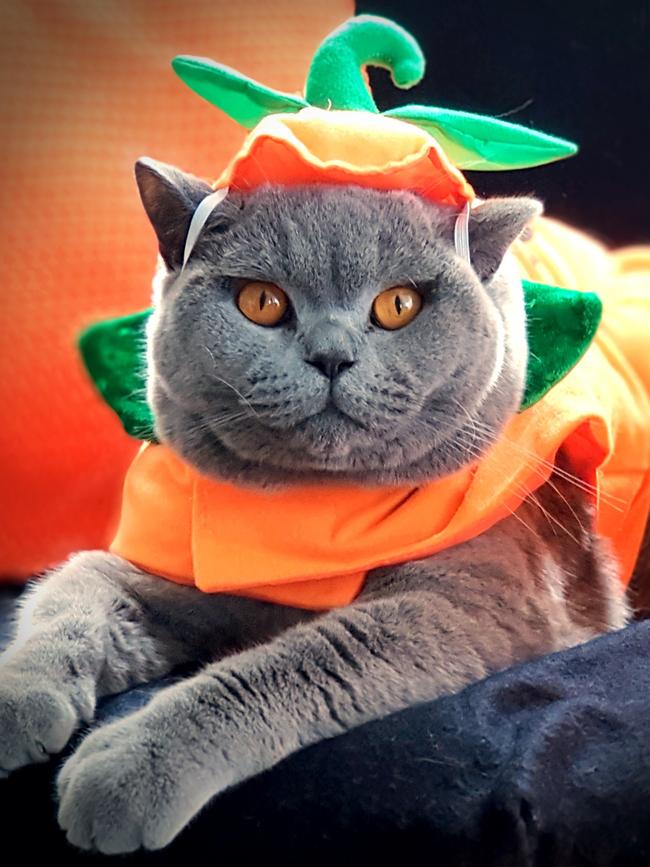 SCOOTER: Scooter got all dressed up for Meowlloween. You can follow him and his sister Sarah Bear Pusskins on Instagram @houseofkittyliciousness
