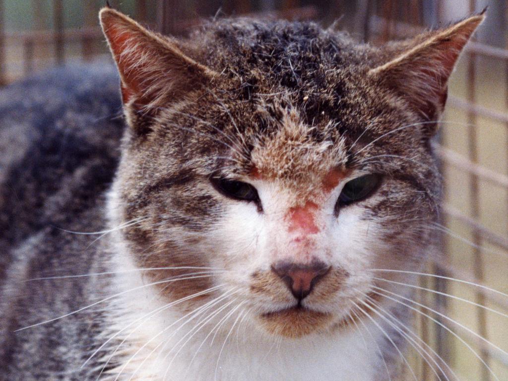 A wild feral cat trapped in a cage at Belair National Park by the Adelaide University zoology department in 1992.