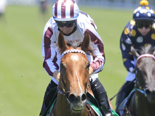 SYDNEY, AUSTRALIA - JANUARY 23: Tommy Berry on Art Cadeau (maroon/white) wins race 2 the TAB Highway Handicap during Sydney Racing at Royal Randwick Racecourse on January 23, 2021 in Sydney, Australia. (Photo by Mark Evans/Getty Images)