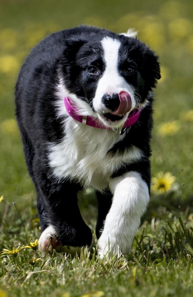 ‘They love being told what to do’ … Ash Barky, one of the contenders from Muster Dogs series two. Pic: Melissa Spencer