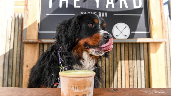 The Yard by The Bay also makes doggy ice cream. Picture: Penny Stephens