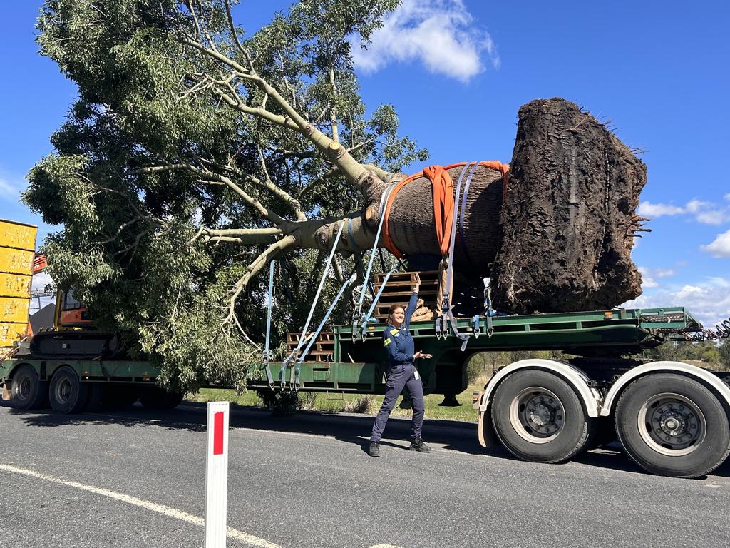 The transplanting was a collaboration involving the NAC Operations and Environment team, Ace of Spades Tree Relocators and Loughlin Crane Hire.