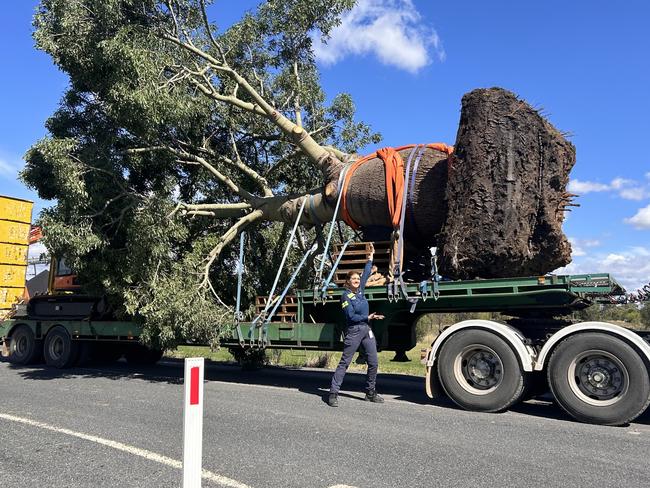 The transplanting was a collaboration involving the NAC Operations and Environment team, Ace of Spades Tree Relocators and Loughlin Crane Hire.