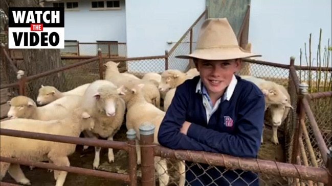 Hear from 13yo Sam, who runs his own Poll Dorset stud