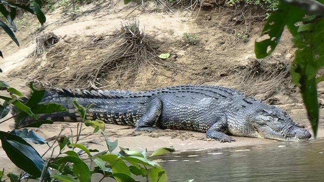 Clyde the croc on the Russell River at East Russell. Picture: Gus Lee