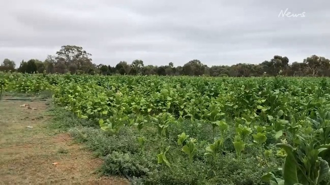 $7.8m illicit tobacco operation busted in Nhill