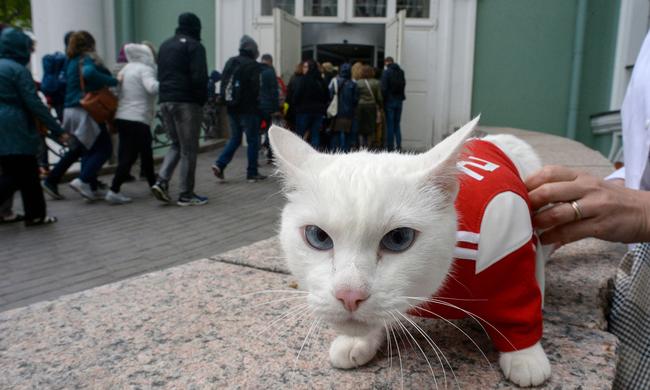 Achilles the deaf cat, pictured at The State Hermitage Museum on June 7, 2018, where he did duty as a soothsayer during the World Cup. Picture: AFP