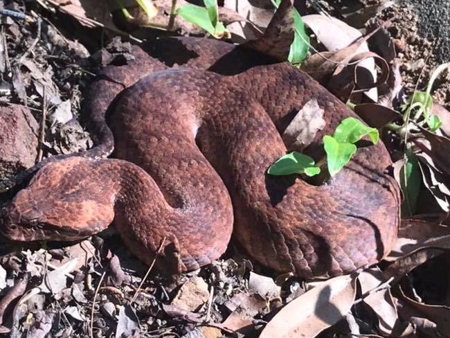 Snake catchers: A death adder removed from a property at Wyong Creek in March.