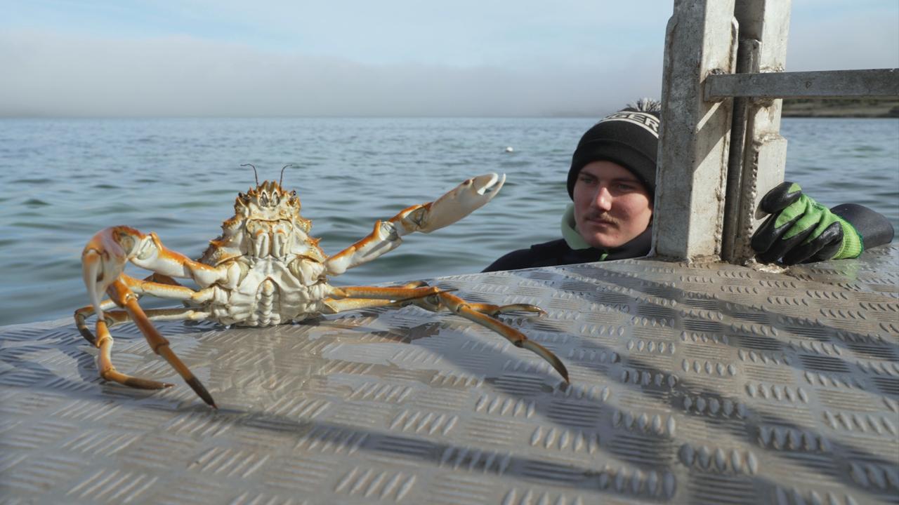 Giant spider crabs gather in waters of Eyre Peninsula near Port Lincoln ...