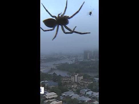 Giant spider crashes weather report