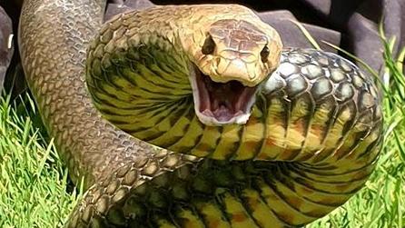 An eastern brown snake at Tamborine Village. Picture: Gold Coast and Brisbane Snake Catcher