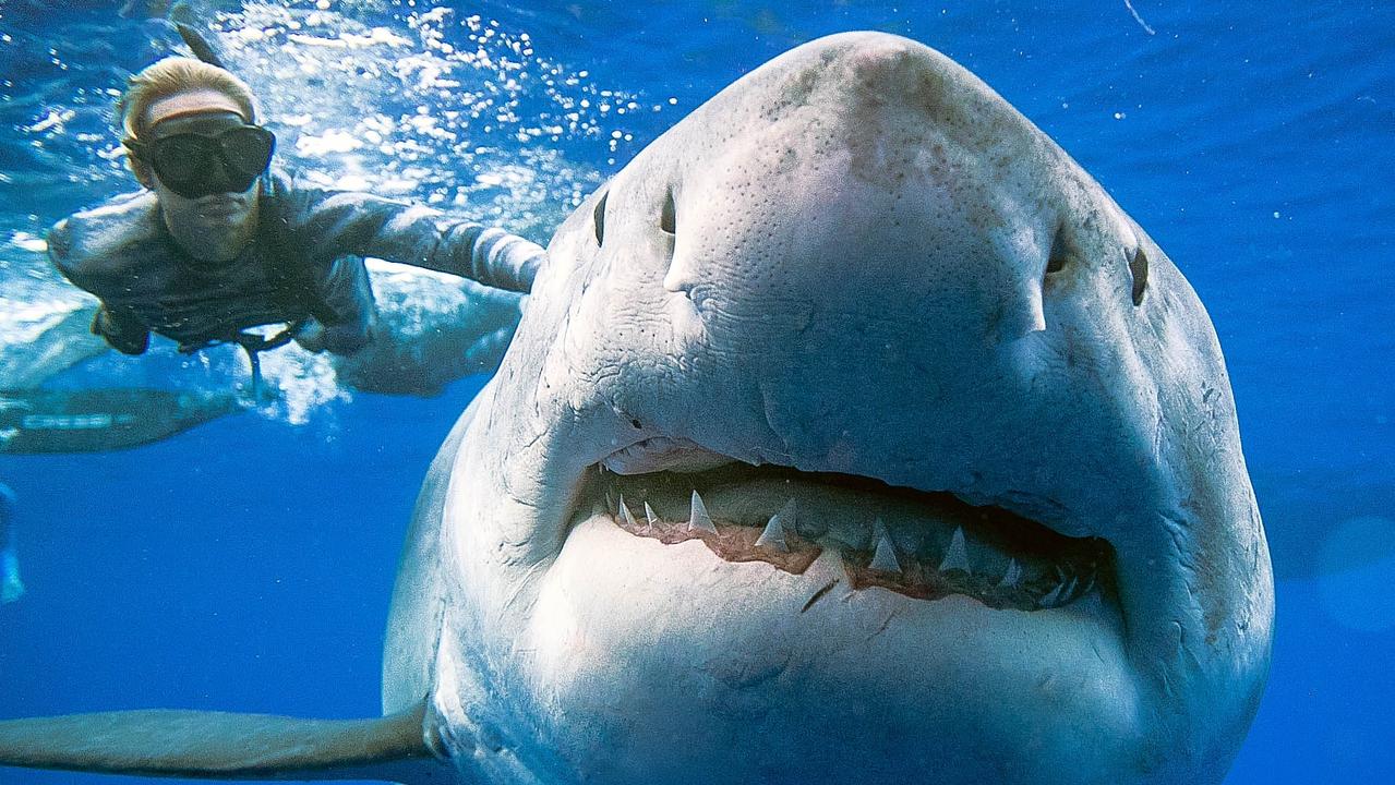 Deep Blue The Giant Great White Shark Feasting Off Hawaii The Advertiser