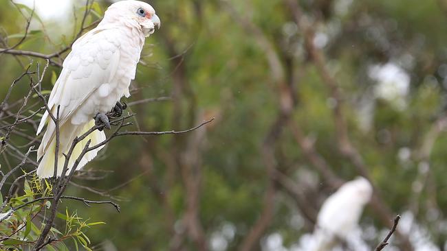 Corellas have long been a problem in the southern suburbs. Picture: Stephen Laffer