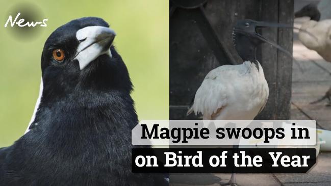 Magpie takes out Bird of the Year