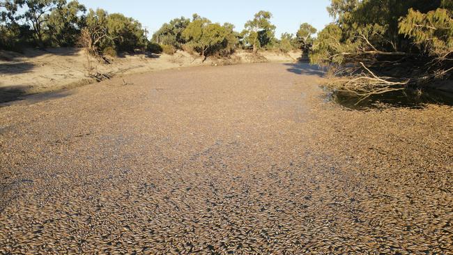 Millions of fish died in a mass fish kill in Menindee in March. Picture: Michael Minns