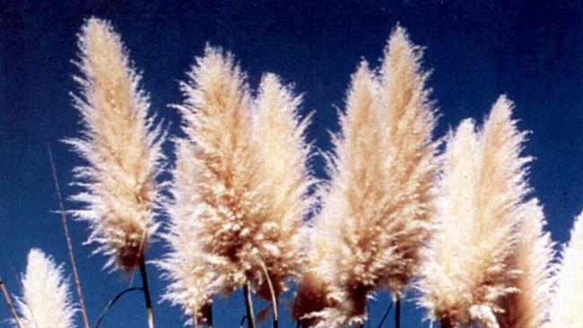 Pampas grass sales are falling in Britain because of its unfortunate symbolism.