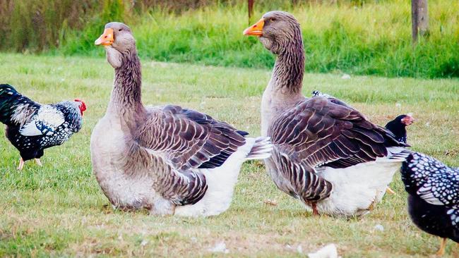 Champion Geese Breeder Michael Peels Flock Set Australian Record At