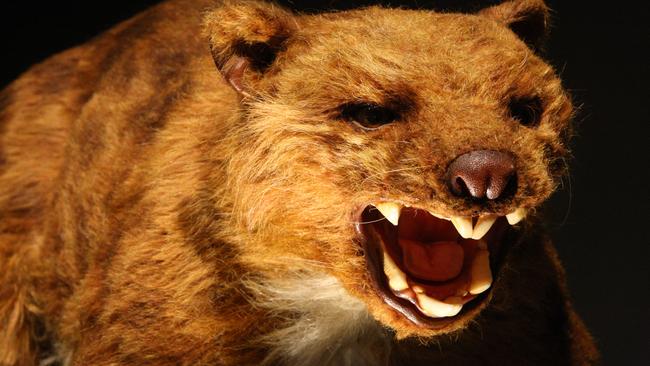 Stuff of legends ... A reconstruction of the exhibit thylacoleo carnifex (marsupial lion) that lived in Australia between 1.8 million and 40,000 years ago. Picture: Australian Museum