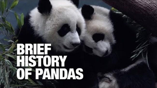 A Brief History of Pandas