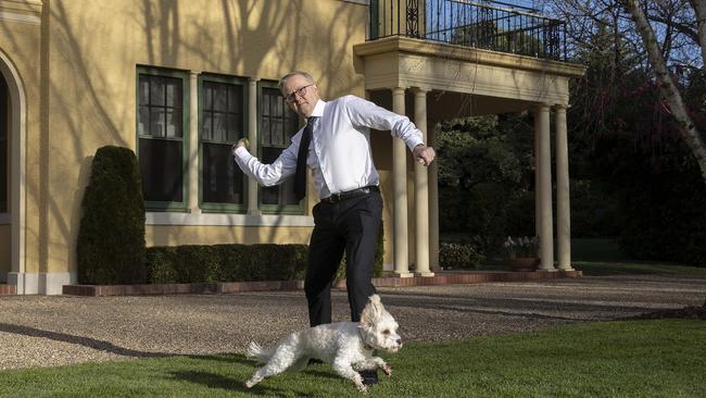 Toto plays with his owner, Prime Minister Anthony Albanese at the Lodge in Canberra. Picture: NCA NewsWire / Gary Ramage