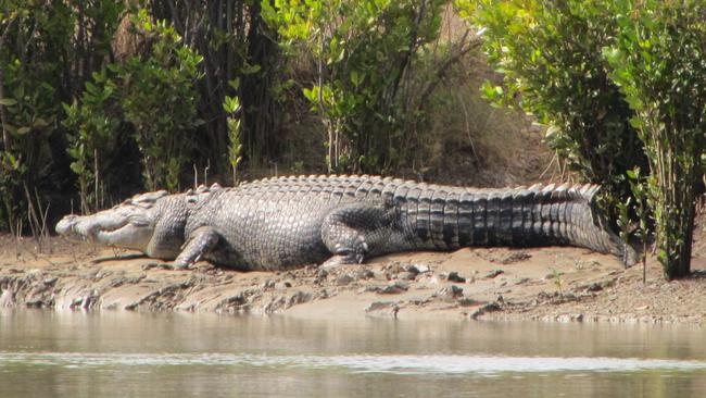 Two separate groups of fishermen estimated this enormous Roper River saltie at 8m long ... one group by comparing it to their 6.5m tinnie, and the others by comparing it to the length of their drag net. Picture: Richard Sallis