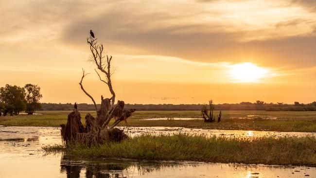 Cruise the Yellow Water Billabong.  Picture: TOURISM NT/MICHAEL COSTA