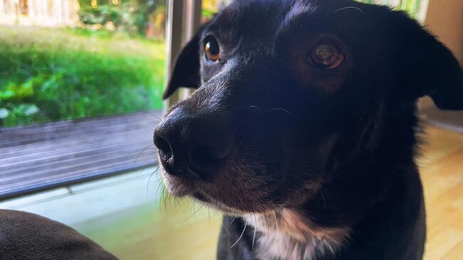 Mr Handsome: Ashton Morris' 2 and a half year old rescue (believed to be Border Collie x Kelpie).