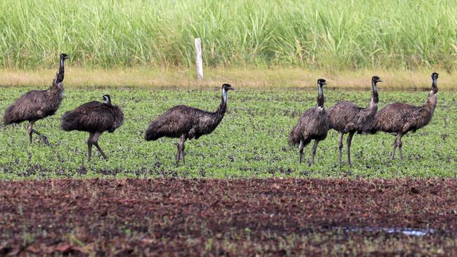 Part of a 16 strong mob of emu's taken from the Brooms Head Rd on February 20, 2021. Photo: Steve Ward.