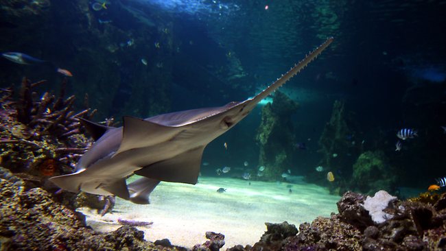 Sawfish at Sydney Aquarium, Darling Harbour – rare fish a sight for saw ...