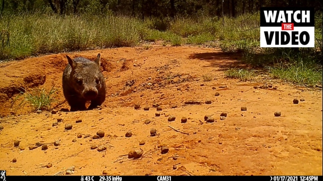 Northern hairy nose wombat classified as endangered