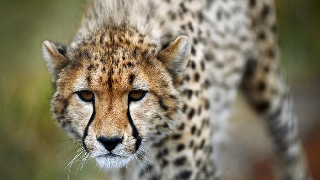 Mum Kesho pictured on her 1st birthday. Picture: Luke Hemer