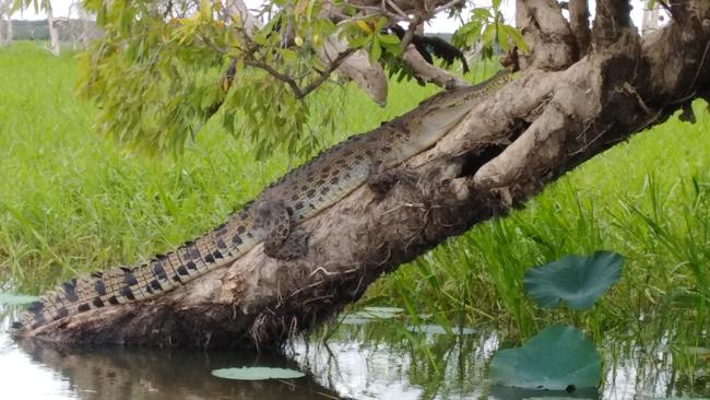 The crocodile spotted up a tree at the Corroboree Billabong. Picture: Jim Churchley