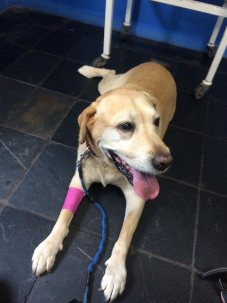 Ben Roxburgh. My 12 year old lab Simba getting a blood test at the vet last week just because! Everything was above board. Photo Contributed. Picture: Contributed