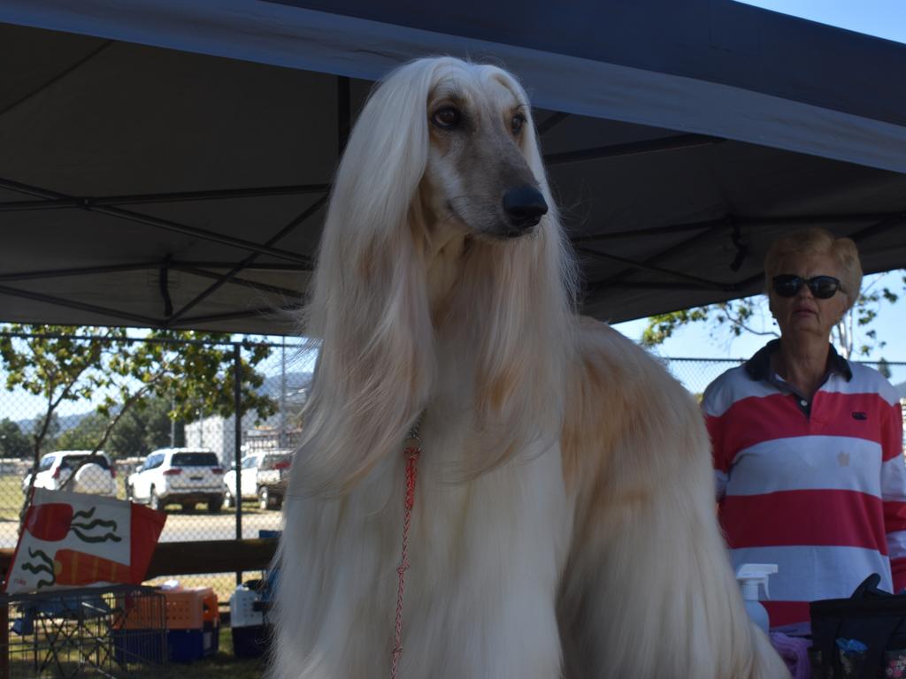 Dogs of all breeds, colour and size were strutting their stuff around the ring at the dog show.