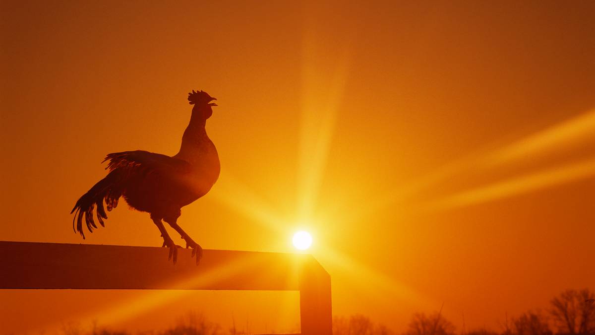 From feather duster to rooster, Nanosonics again rules the proverbial in December half. Pic: Getty Images