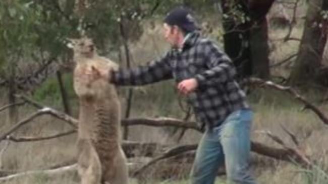 Man punches kangaroo in viral video.