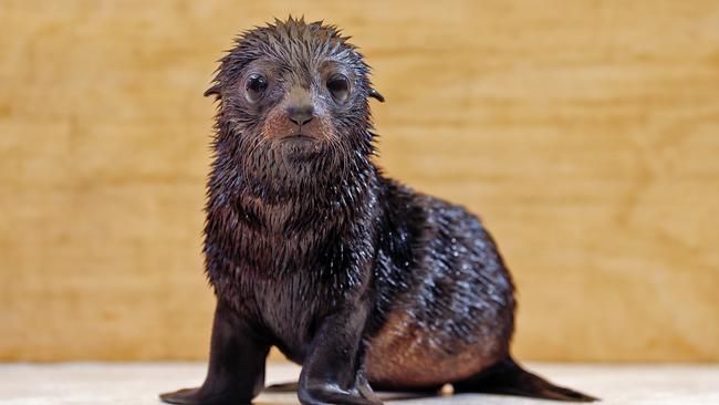 The long-nosed fur seal pup at Taronga Zoo needs a new name. Picture: Sam Ruttyn