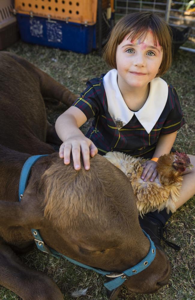 Adelaide Cherry with Loki the miniature cow and Carmel the chicken at the Fairholme College Spring Fair, Saturday, October 21, 2023. Picture: Kevin Farmer