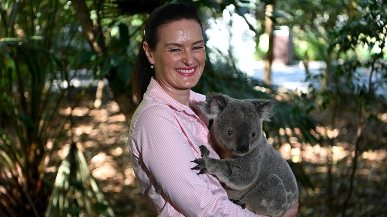 Former Divide veterinarian working with orphaned koala bears in Australia, Pikes Peak Courier