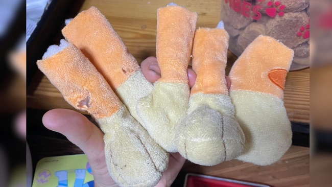 Anyone want Bingo's legs? Image: Facebook