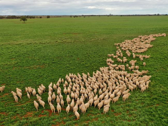 Werrimul, west of Mildura in Victoria, is no longer in serious drought. Picture: Alex Coppel.