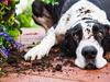 Are you stressing out your pet?