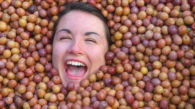 Rockbank is home to Victoria's Olive Festival.