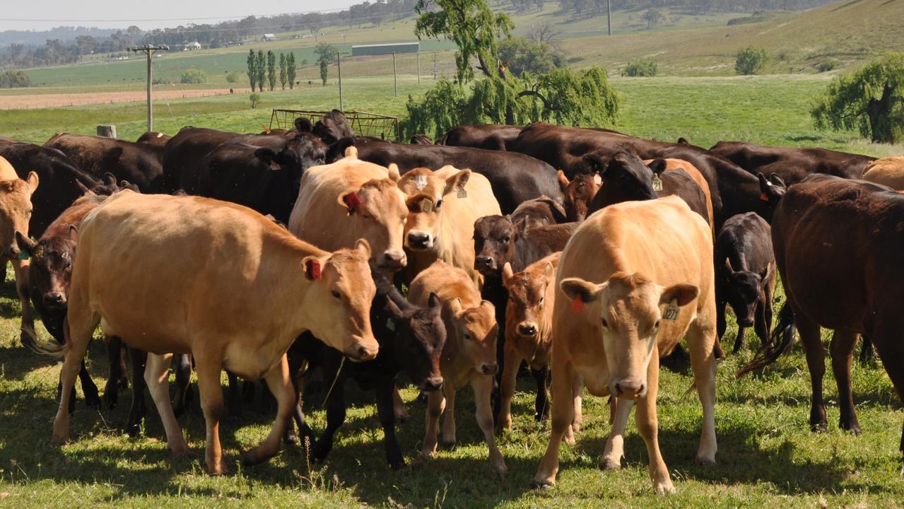 Solar-powered eartag keeps cattle in virtual fences | The Australian