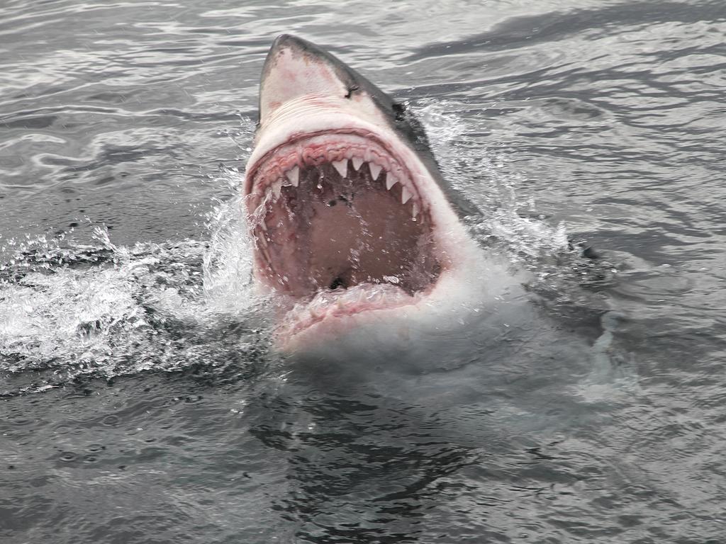 Great White Shark showing his big jaws when jumping out of the water for a deadly attack. Picture: iStock