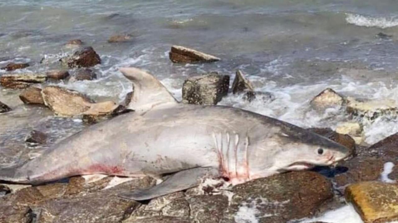 Primary Industries To Investigate The Death Of A Great White Shark ...