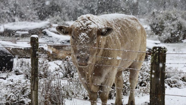 Snowfall in the Central Highlands. Picture: Great Lake Hotel