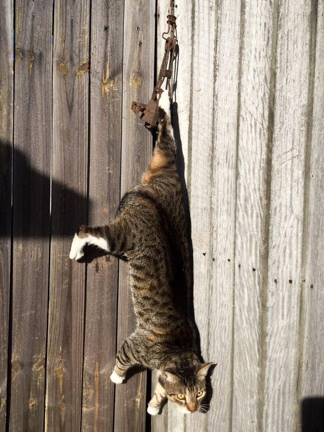 The cat left hanging overnight after it was caught in an illegal trap which has sparked a hunt across a southeast suburb.