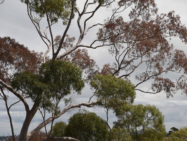 One of the poisoned gum trees.